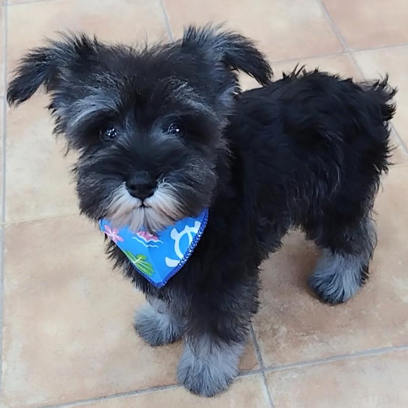 販売中の神奈川県のミニチュアシュナウザー-419619の4枚目