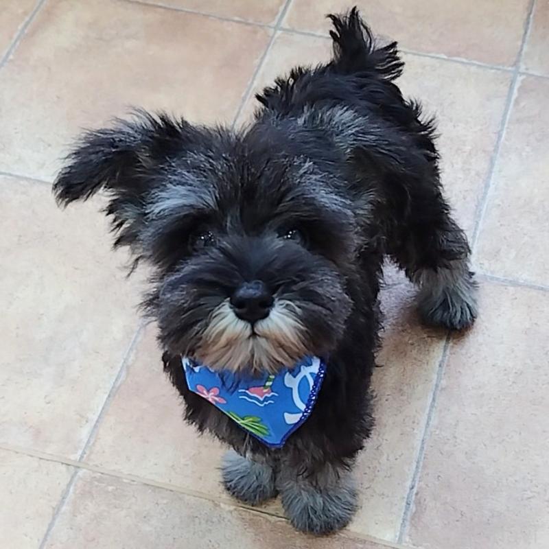 販売中の神奈川県のミニチュアシュナウザー-419619の3枚目