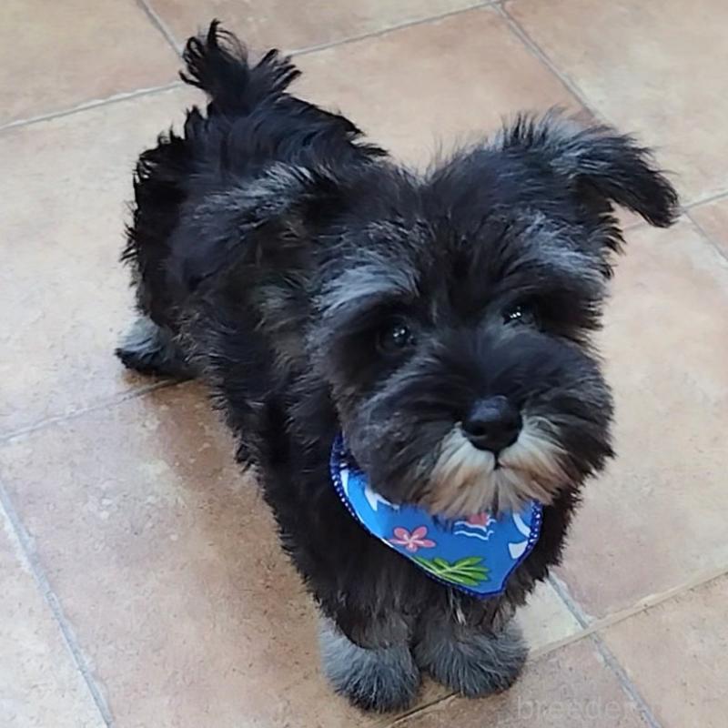 販売中の神奈川県のミニチュアシュナウザー-419619の2枚目