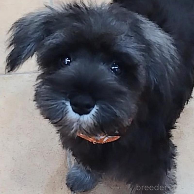 販売中の神奈川県のミニチュアシュナウザー-419472