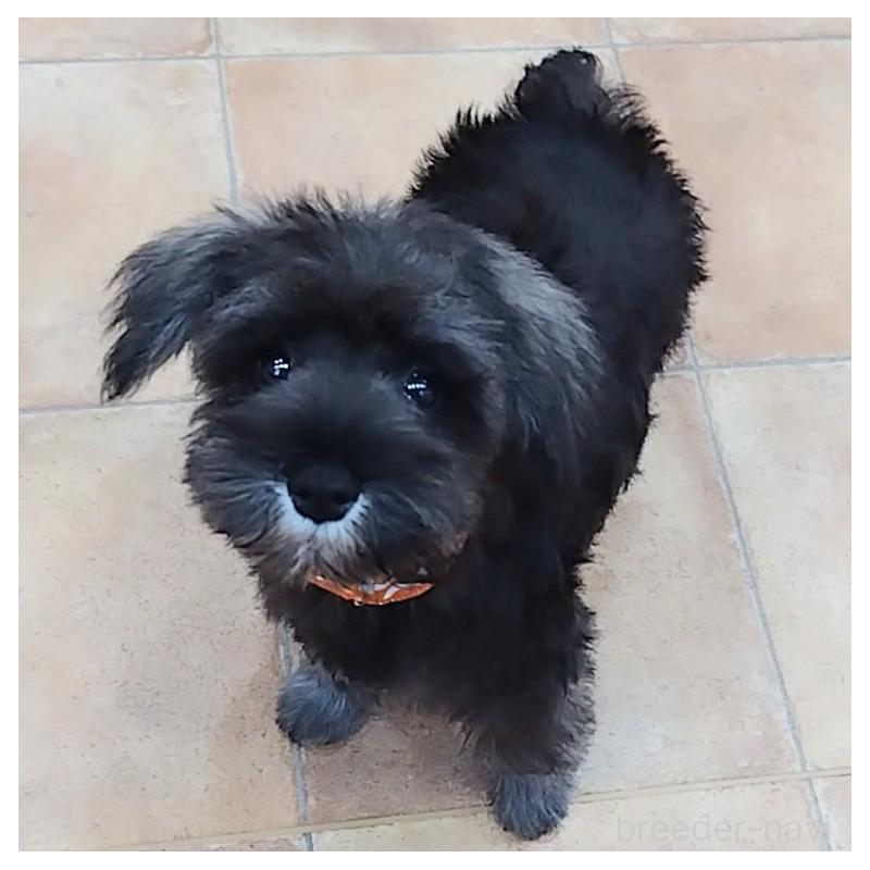 販売中の神奈川県のミニチュアシュナウザー-419472の6枚目