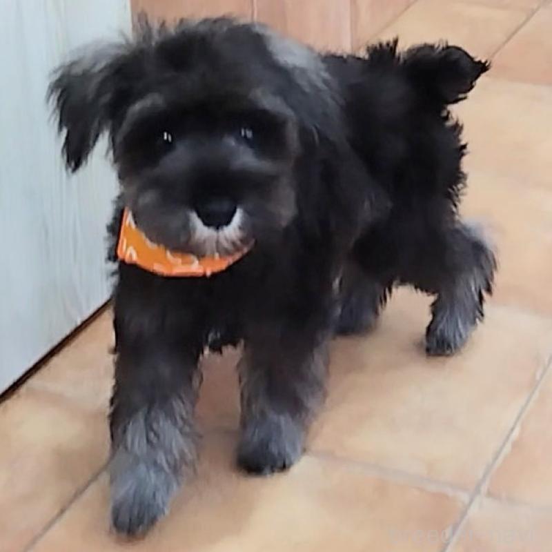 販売中の神奈川県のミニチュアシュナウザー-419472の5枚目