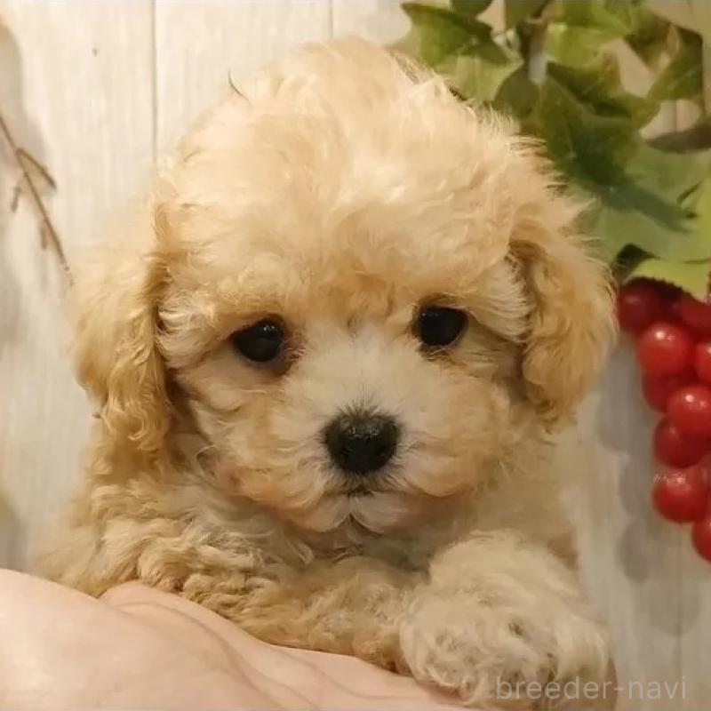 販売中の愛知県のティーカッププードル-427155