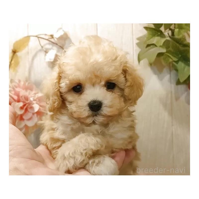 販売中の愛知県のティーカッププードル-427155の9枚目