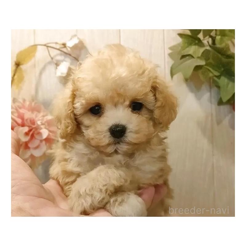 販売中の愛知県のティーカッププードル-427155の8枚目