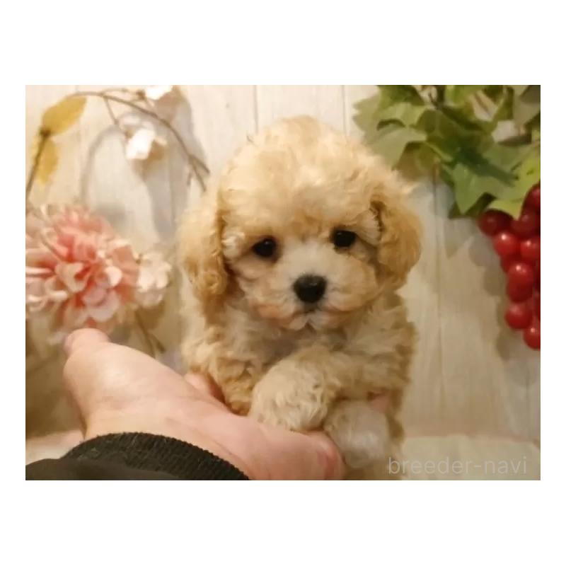 販売中の愛知県のティーカッププードル-427155の7枚目