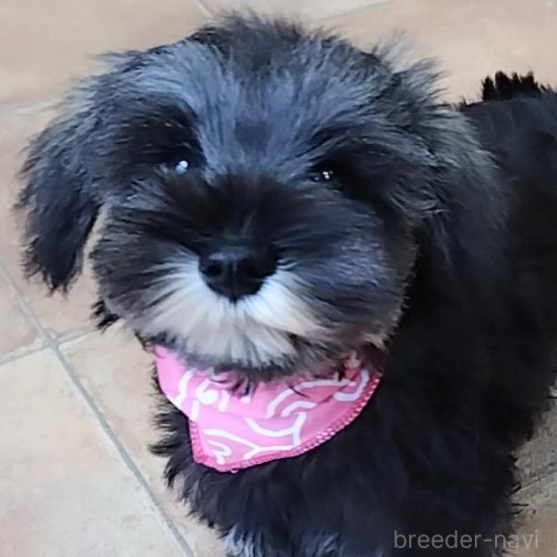 販売中の神奈川県のミニチュアシュナウザー-419603