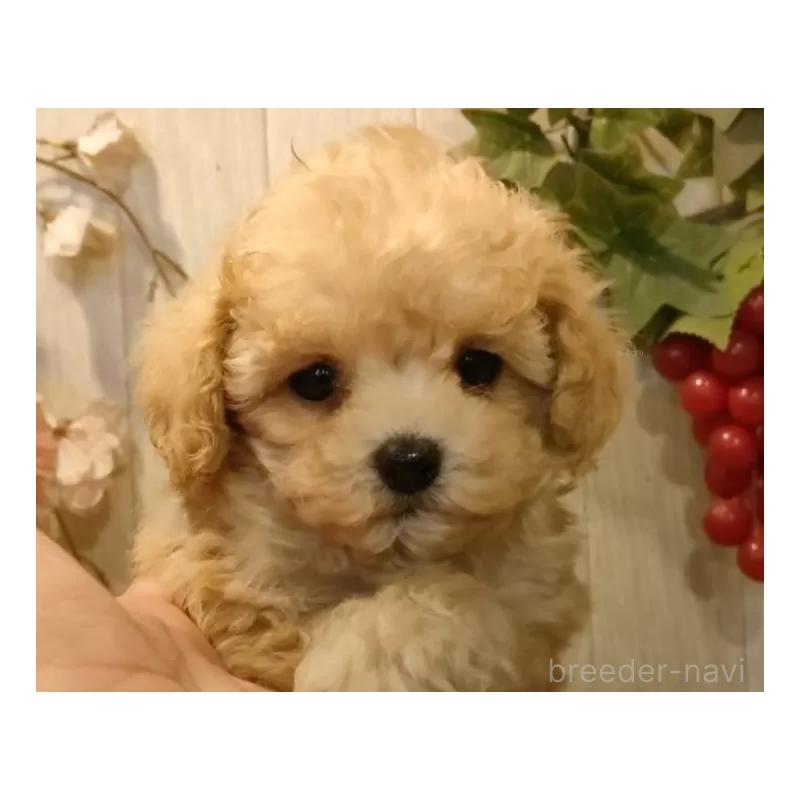 販売中の愛知県のティーカッププードル-427155の5枚目