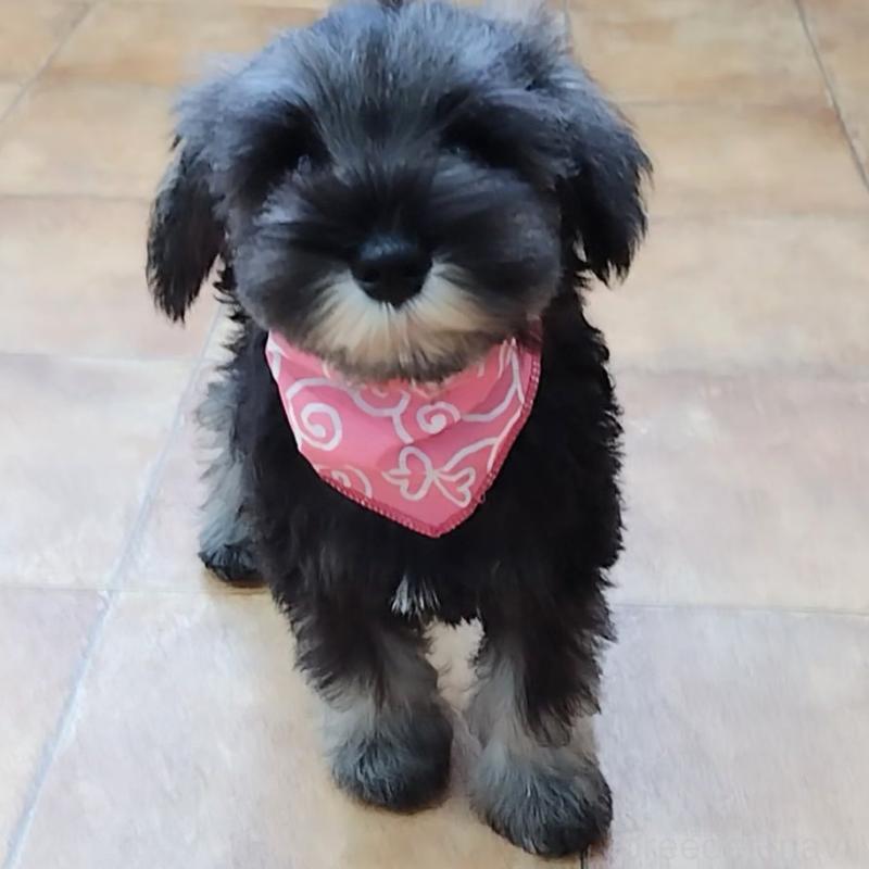 販売中の神奈川県のミニチュアシュナウザー-419603の7枚目