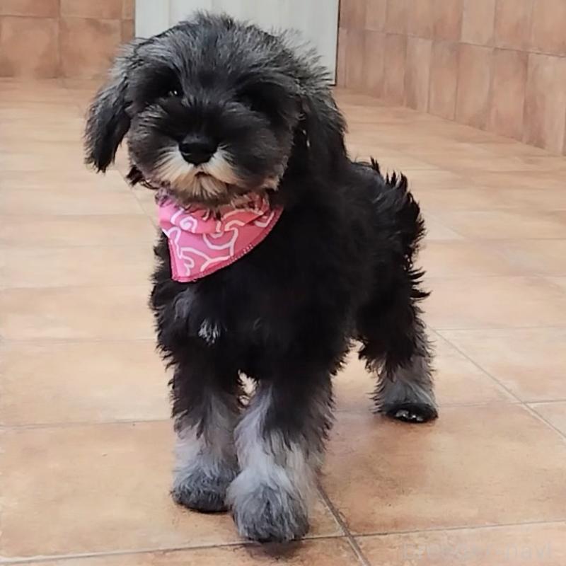 販売中の神奈川県のミニチュアシュナウザー-419603の6枚目