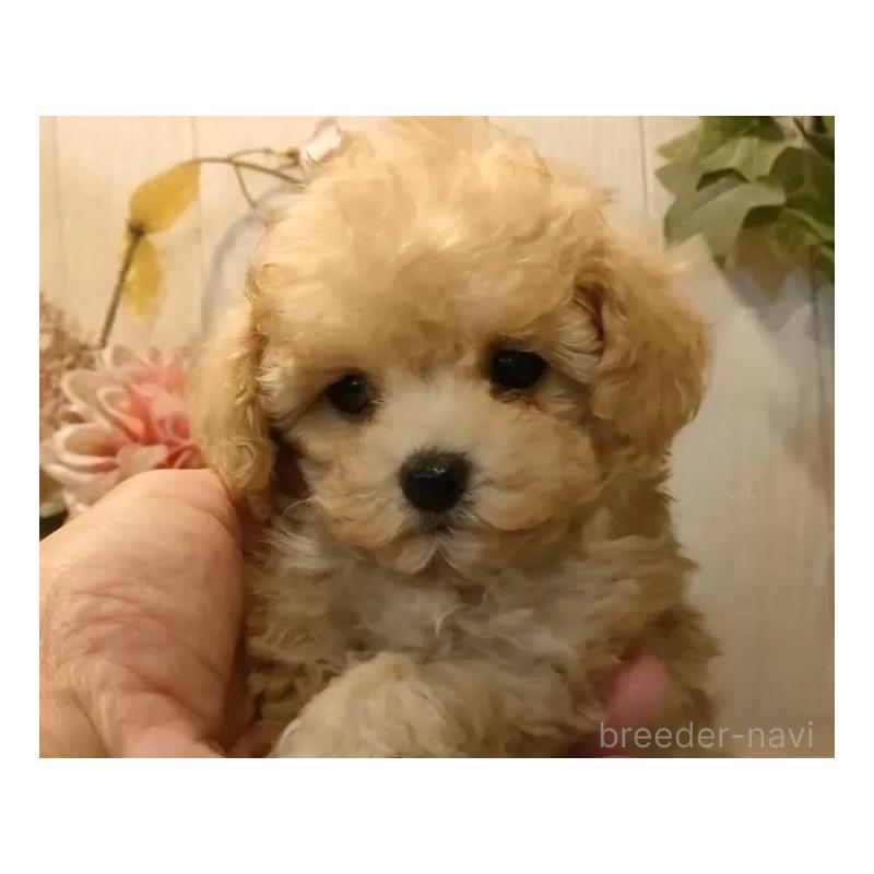販売中の愛知県のティーカッププードル-427155の4枚目