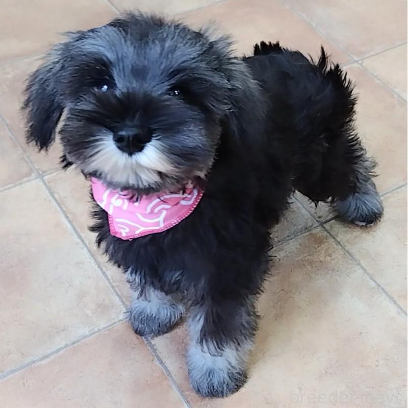 販売中の神奈川県のミニチュアシュナウザー-419603の2枚目