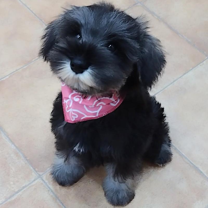 販売中の神奈川県のミニチュアシュナウザー-419603の3枚目