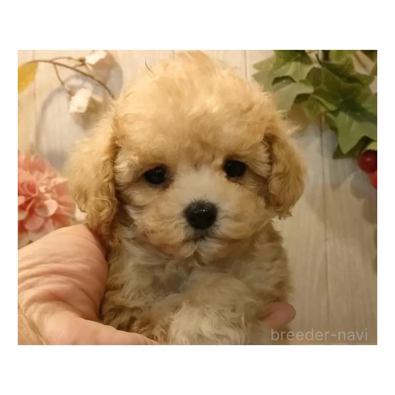 販売中の愛知県のティーカッププードル-427155の2枚目