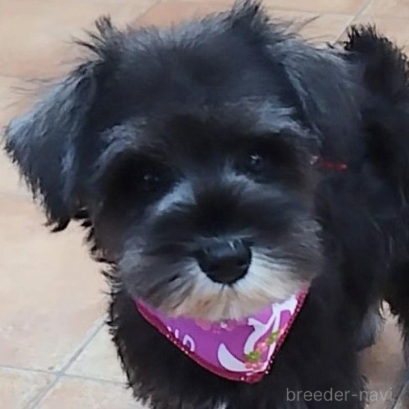 販売中の神奈川県のミニチュアシュナウザー-419609