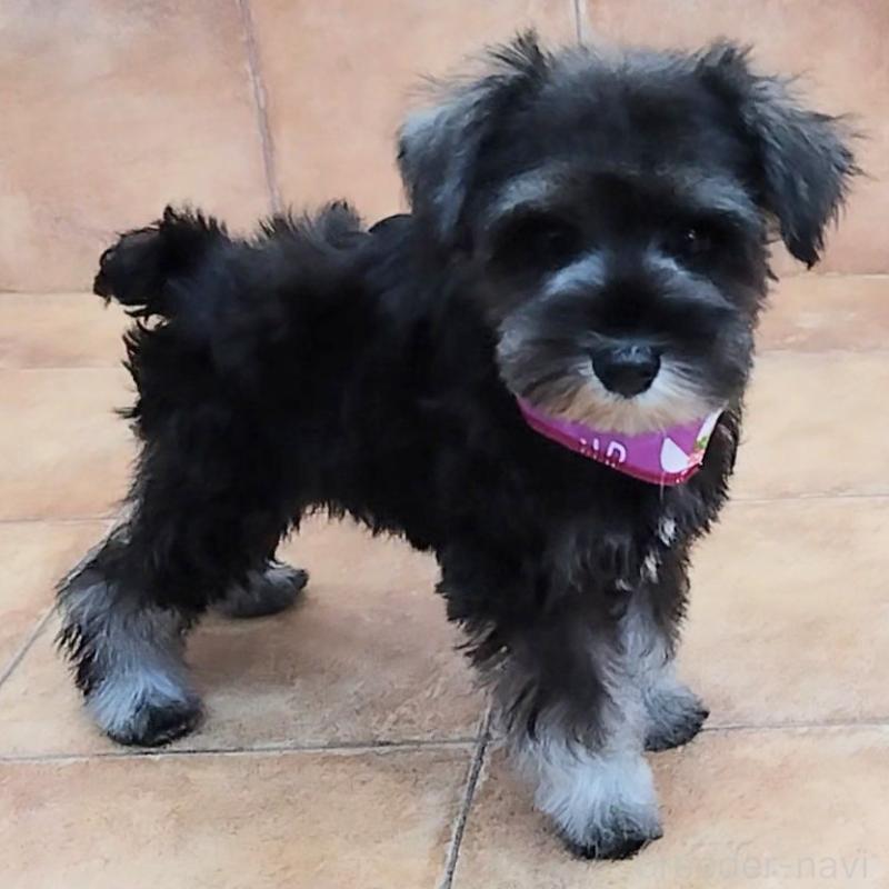 販売中の神奈川県のミニチュアシュナウザー-419609の7枚目