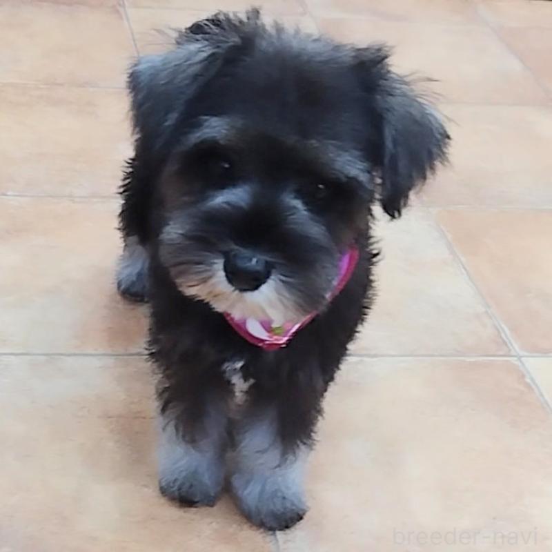 販売中の神奈川県のミニチュアシュナウザー-419609の4枚目