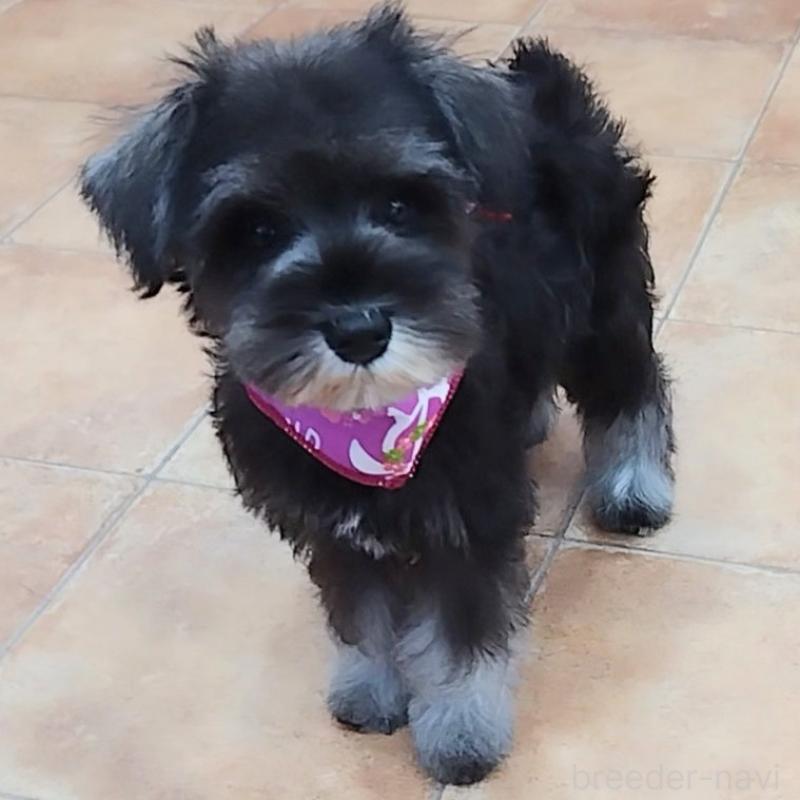 販売中の神奈川県のミニチュアシュナウザー-419609の3枚目