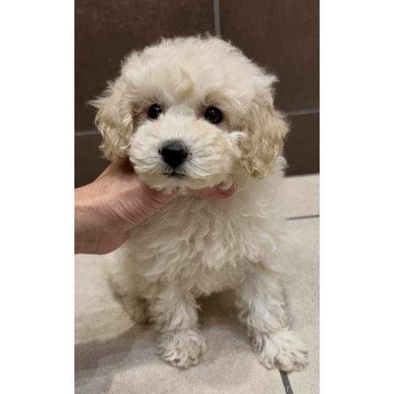販売中の奈良県のミニチュアプードル-427156の7枚目