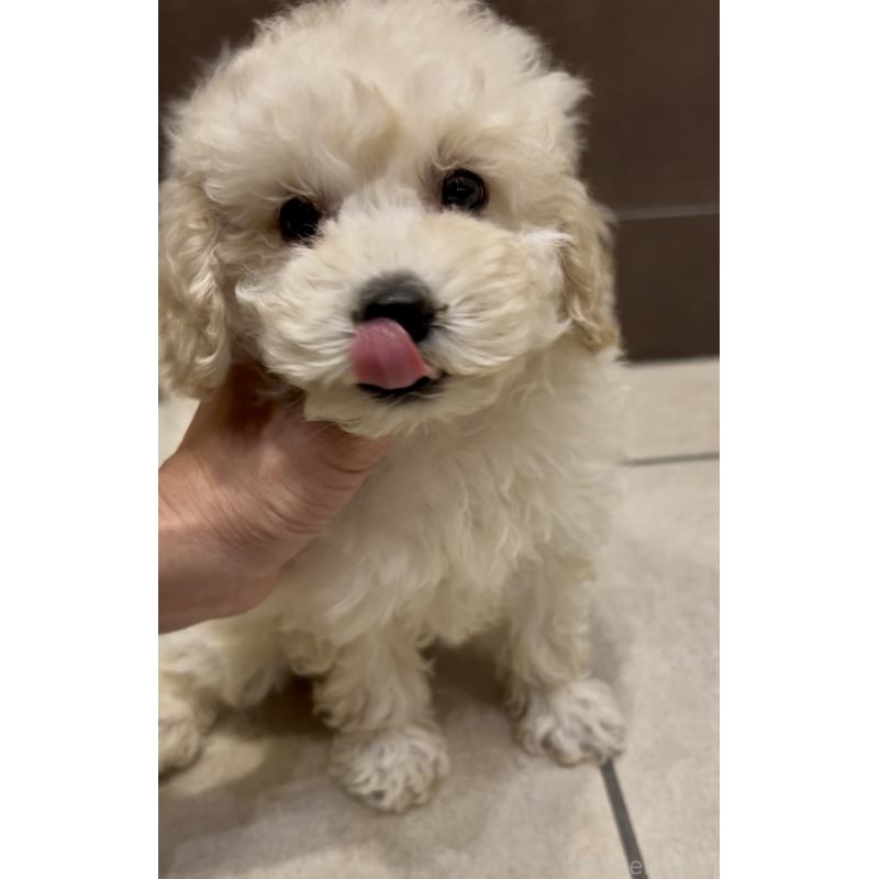 販売中の奈良県のミニチュアプードル-427156の6枚目