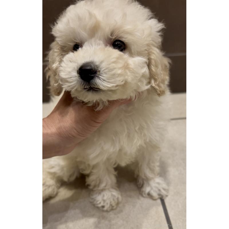 販売中の奈良県のミニチュアプードル-427156の5枚目