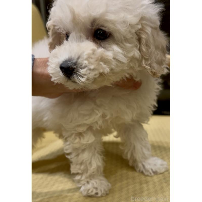 販売中の奈良県のミニチュアプードル-427156の4枚目