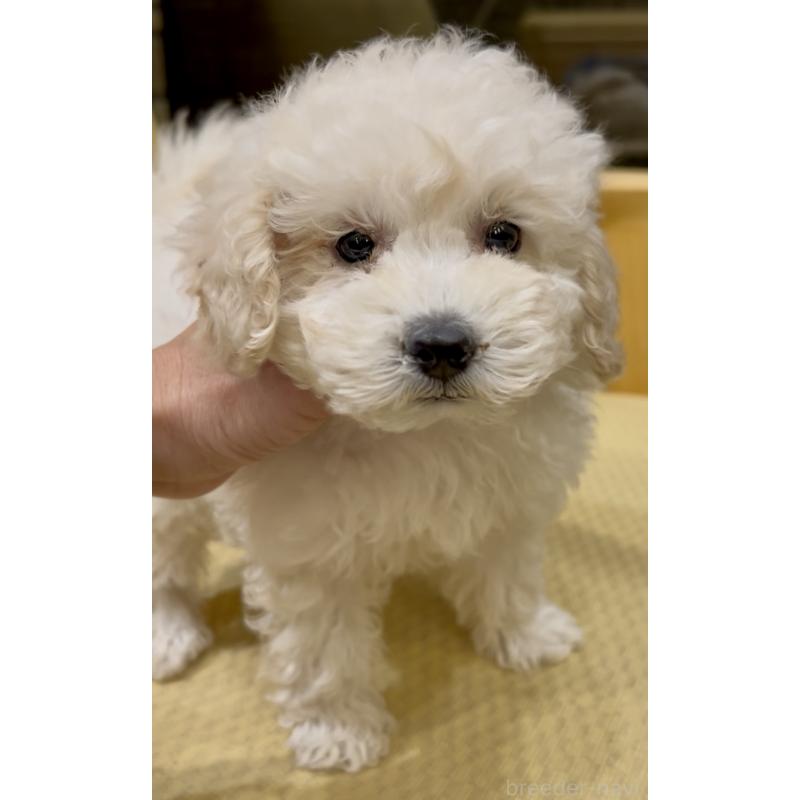 販売中の奈良県のミニチュアプードル-427156の3枚目