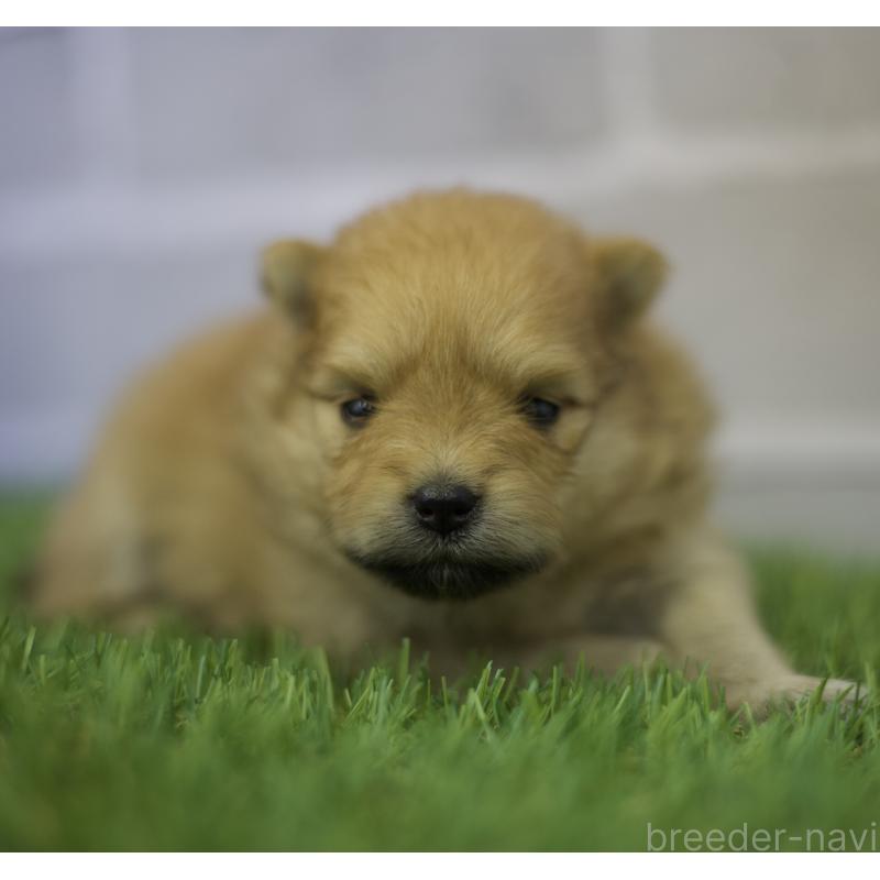 成約済の三重県のポメラニアン-427161の5枚目