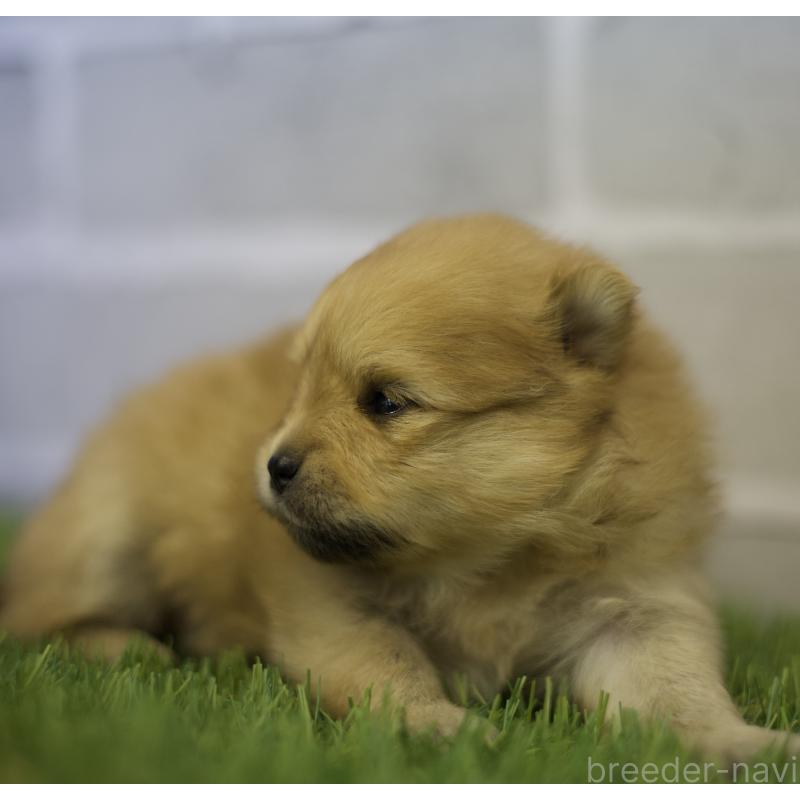 成約済の三重県のポメラニアン-427161の4枚目