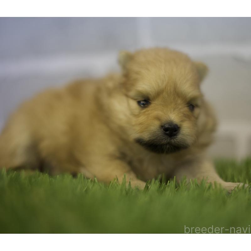 成約済の三重県のポメラニアン-427161の3枚目