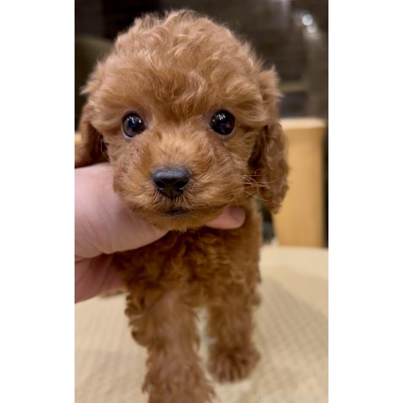 販売中の奈良県のタイニープードル-427158の1枚目