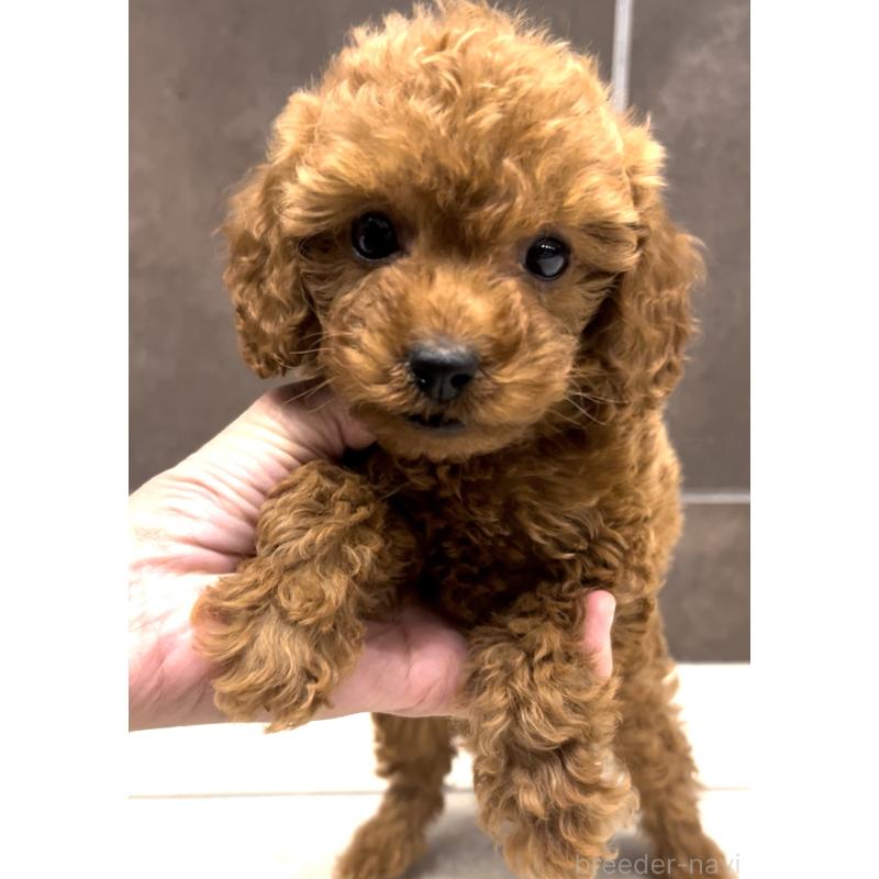 販売中の奈良県のタイニープードル-427158の3枚目