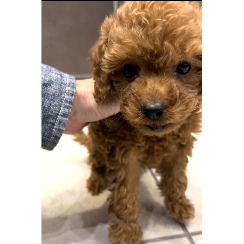 販売中の奈良県のタイニープードル-427158の2枚目