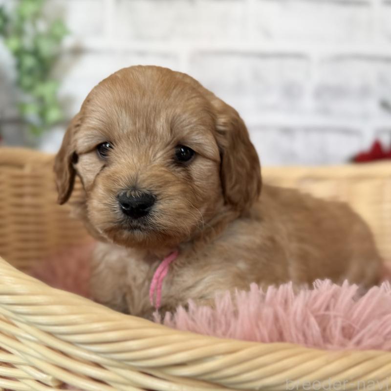 販売中の埼玉県のゴールデンドゥードル:ゴールデンレトリーバー×プードル-427160の1枚目