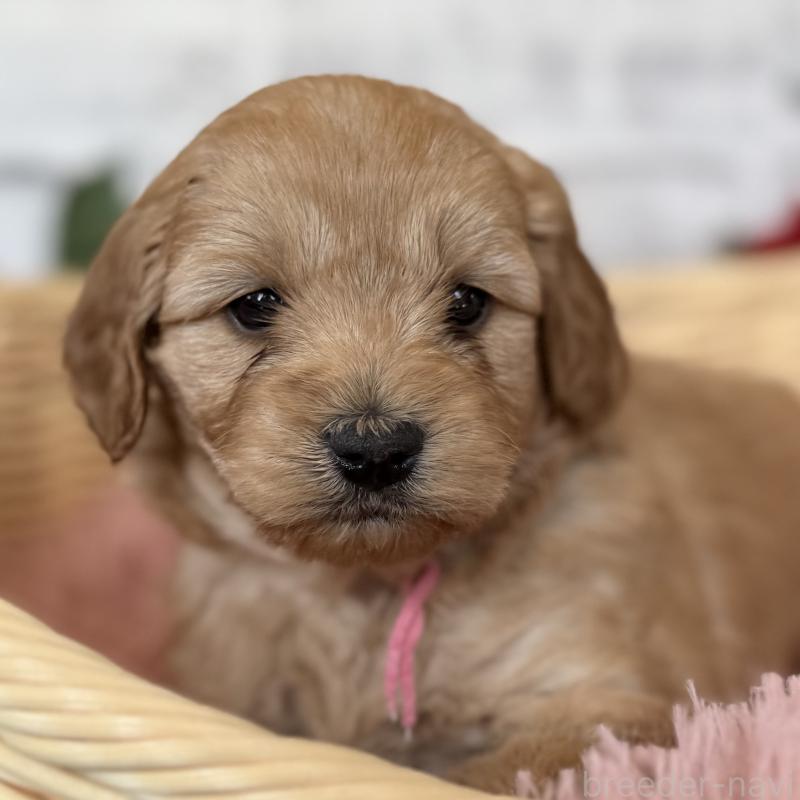 販売中の埼玉県のゴールデンドゥードル:ゴールデンレトリーバー×プードル-427160の12枚目