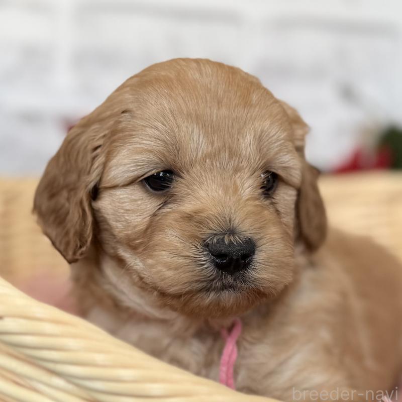 販売中の埼玉県のゴールデンドゥードル:ゴールデンレトリーバー×プードル-427160の11枚目