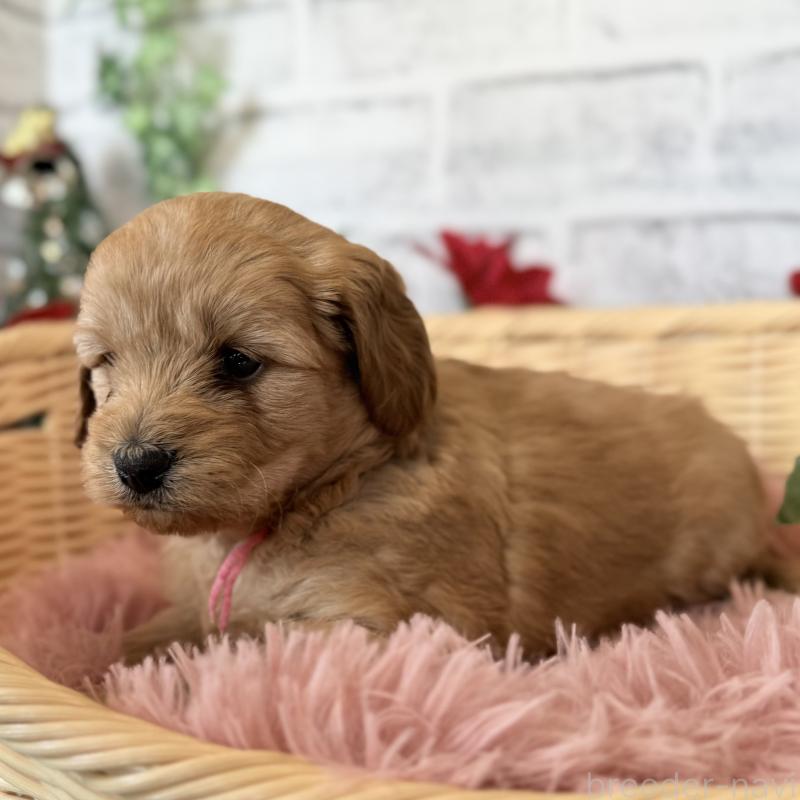 販売中の埼玉県のゴールデンドゥードル:ゴールデンレトリーバー×プードル-427160の10枚目