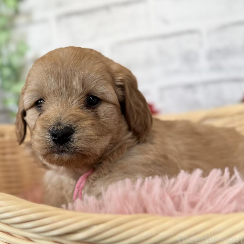 販売中の埼玉県のゴールデンドゥードル:ゴールデンレトリーバー×プードル-427160の9枚目