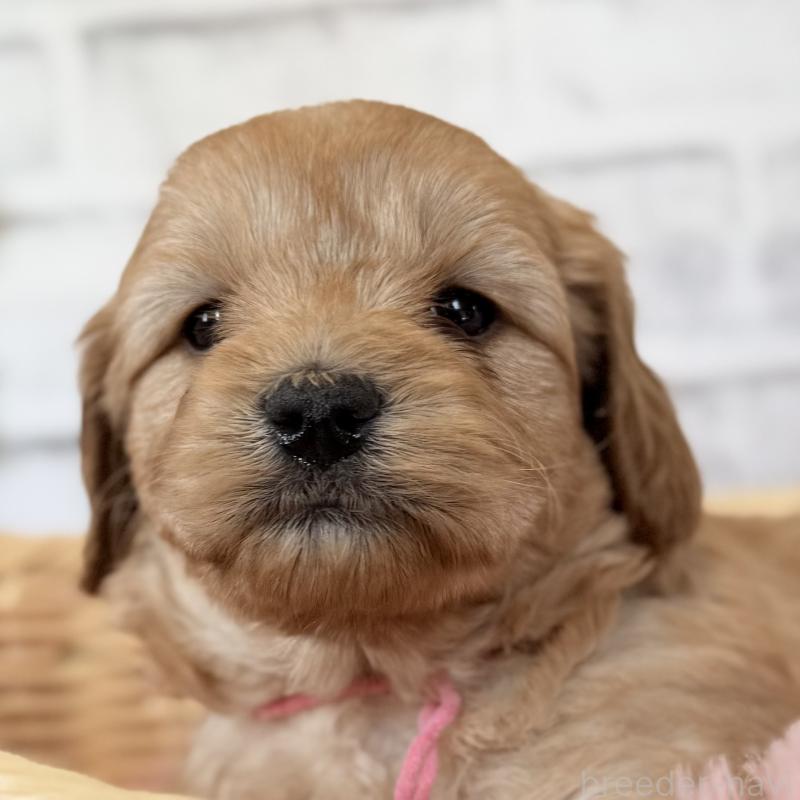 販売中の埼玉県のゴールデンドゥードル:ゴールデンレトリーバー×プードル-427160の8枚目