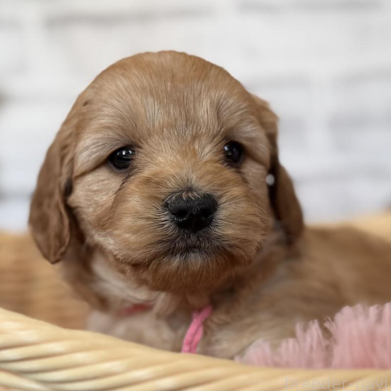 販売中の埼玉県のゴールデンドゥードル:ゴールデンレトリーバー×プードル-427160の7枚目