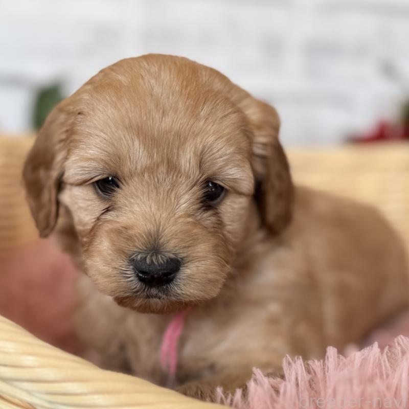 販売中の埼玉県のゴールデンドゥードル:ゴールデンレトリーバー×プードル-427160の6枚目