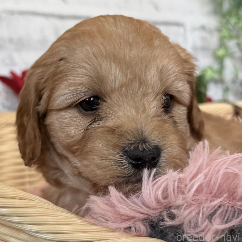 販売中の埼玉県のゴールデンドゥードル:ゴールデンレトリーバー×プードル-427160の5枚目