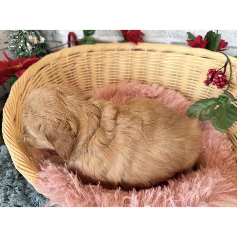 販売中の埼玉県のゴールデンドゥードル:ゴールデンレトリーバー×プードル-427160の4枚目