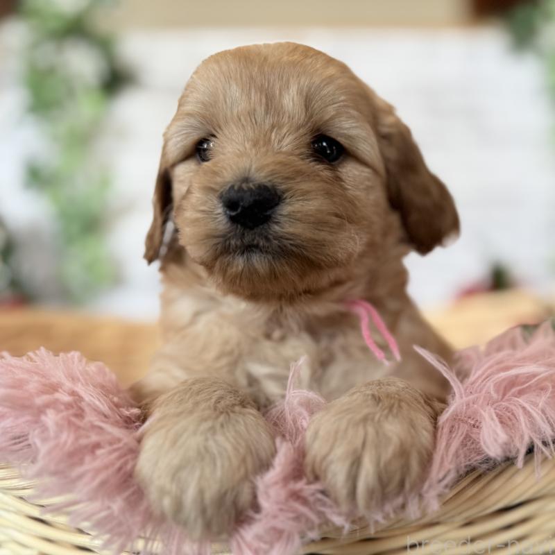 販売中の埼玉県のゴールデンドゥードル:ゴールデンレトリーバー×プードル-427160の3枚目