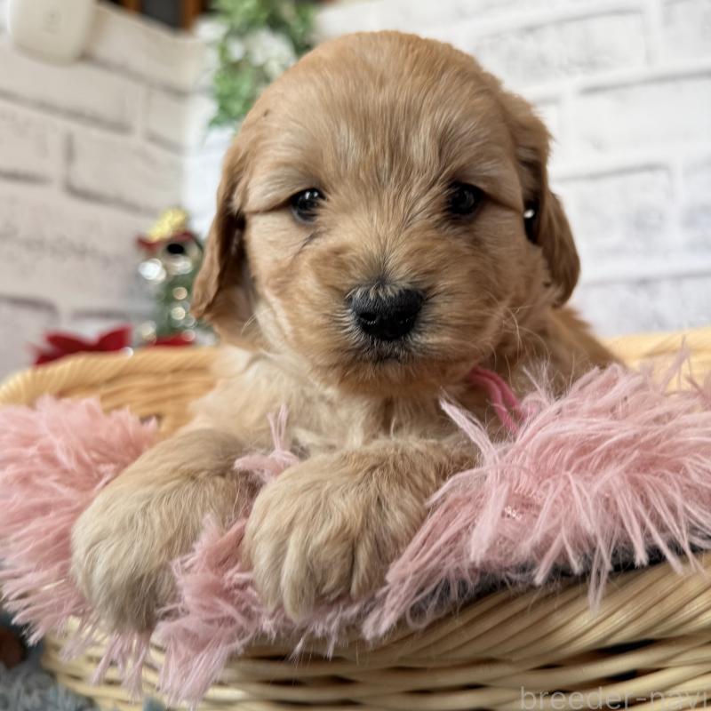 販売中の埼玉県のゴールデンドゥードル:ゴールデンレトリーバー×プードル-427160の2枚目