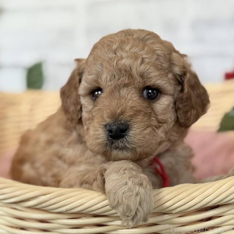 販売中の埼玉県のゴールデンドゥードル:ゴールデンレトリーバー×プードル-427162