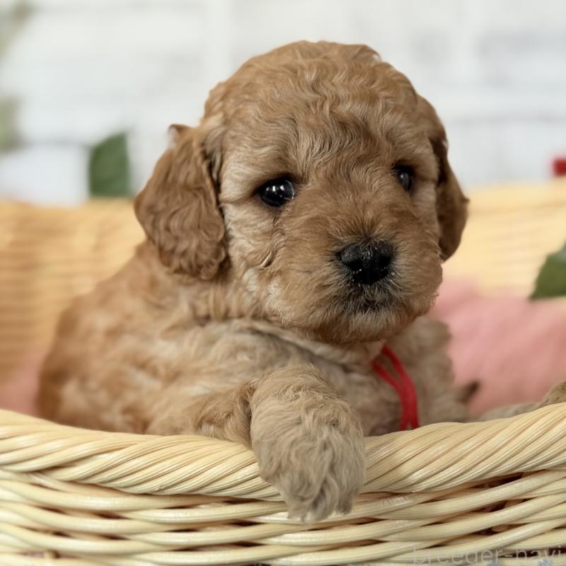 販売中の埼玉県のゴールデンドゥードル:ゴールデンレトリーバー×プードル-427162の12枚目