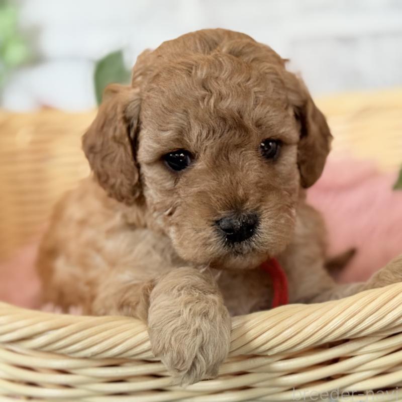 販売中の埼玉県のゴールデンドゥードル:ゴールデンレトリーバー×プードル-427162の11枚目