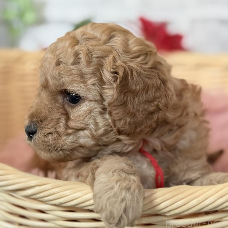 販売中の埼玉県のゴールデンドゥードル:ゴールデンレトリーバー×プードル-427162の10枚目