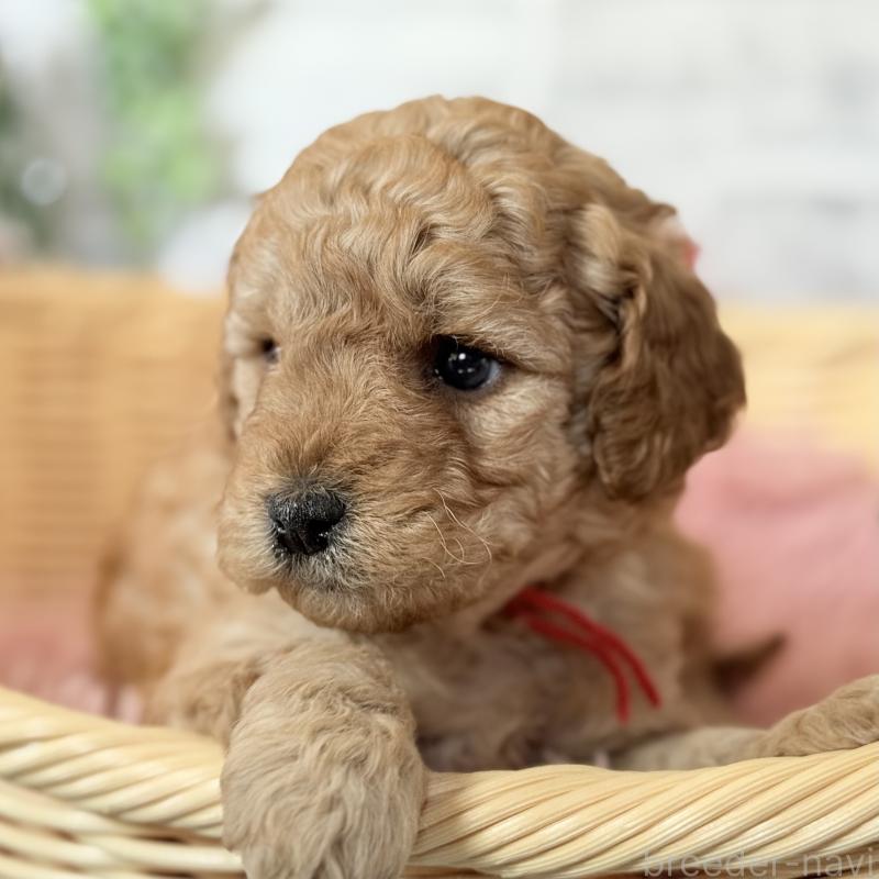 販売中の埼玉県のゴールデンドゥードル:ゴールデンレトリーバー×プードル-427162の9枚目